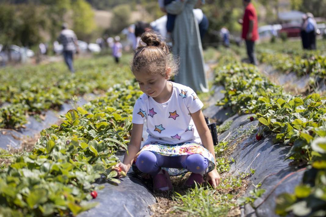 Tarlada kilosu 100 liraya satılıyor: 1000 metre rakımda bu aroma Türkiye'nin başka yerinde bulunmuyor 7